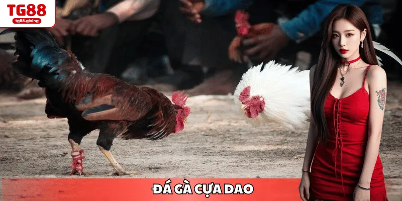 đá gà cựa dao tại nhà cái uy tín tg88