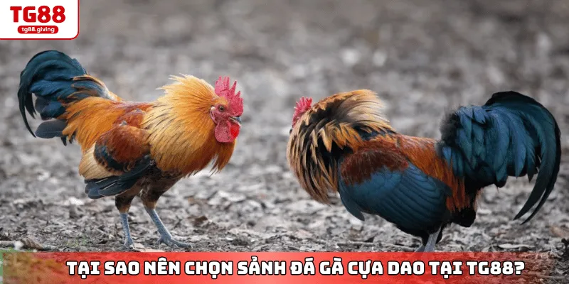 giao diện cá cược đá gà cựa dao tg88