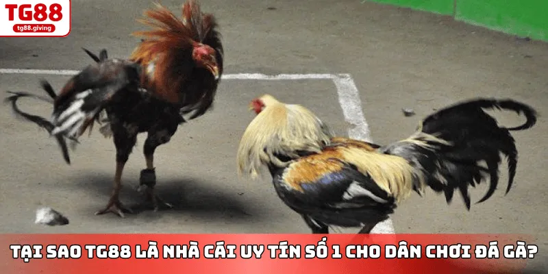 giao diện cá cược đá gà cựa sắt tg88