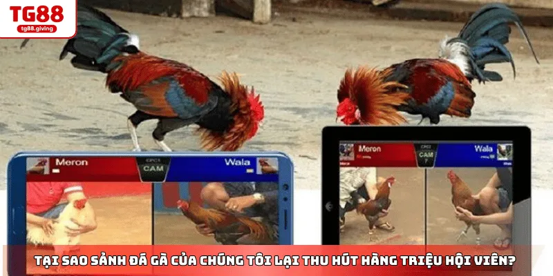 giao diện cá cược đá gà tg88 hiện đại