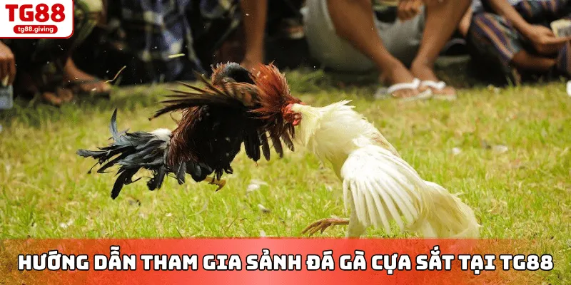 rút tiền đá gà tg88 xanh chín