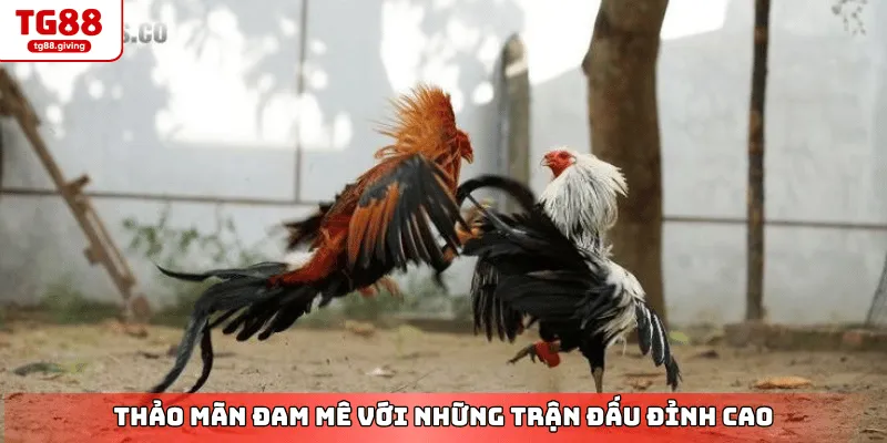 trực tiếp đá gà cựa dao philippines tại nhà cái tg88